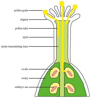 Function of Small Peptides During Male-Female Crosstalk in Plants